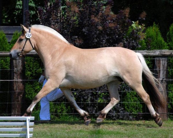 broodmare Lalinga (Fjord Horse, 2004, from Dylan)