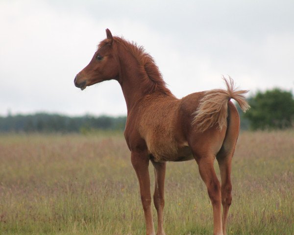stallion EL"S"Shaza (Arabian thoroughbred, 2015, from EL"S"An Malik)
