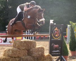 jumper Calaya 2 (Oldenburg show jumper, 2007, from Calimbo)