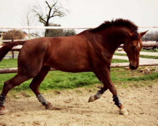 dressage horse Forsyht (Westphalian, 2008, from Flatley 2)