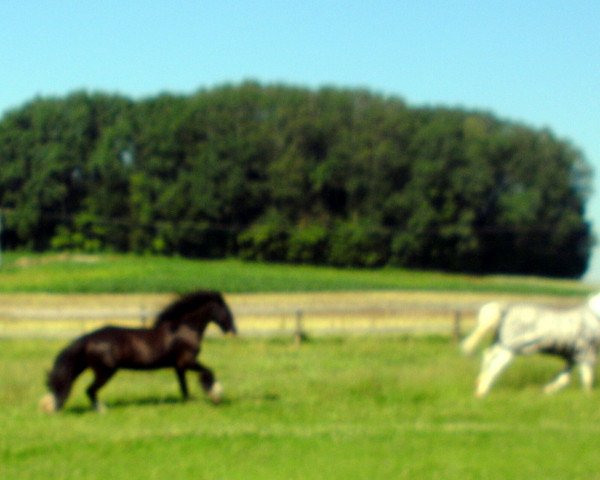 horse tinker lady (Tinker / Irish Cob / Gypsy Vanner, 2007)