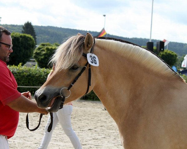 Zuchtstute Lenja (Fjordpferd, 2009, von Dexter)