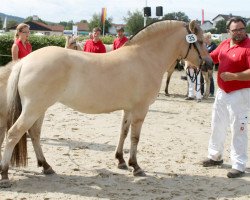 broodmare Junika (Fjord Horse, 2010, from Dexter)