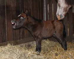 horse Jolly Bee (German Riding Pony, 2015, from Sadiqui Jovi Baron)