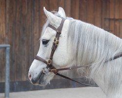 Pferd Querida (Arabisches Halbblut / Partbred, 2010, von Quickly du Sauveterre)