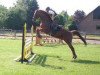 Pferd Antibes ITM (Trakehner, 2001, von Pondor)