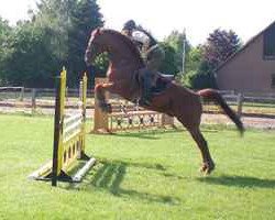 horse Antibes ITM (Trakehner, 2001, from Pondor)