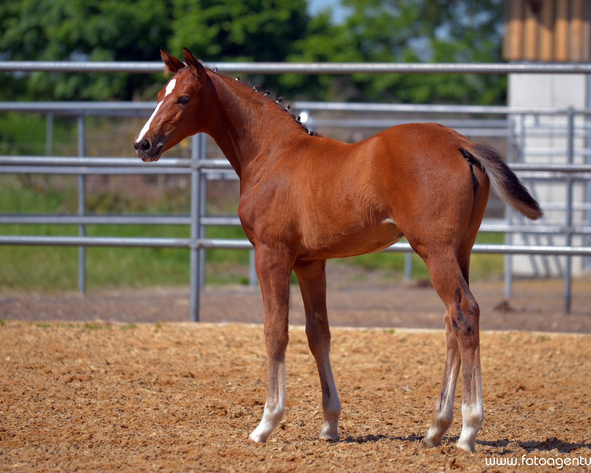 broodmare Jaspis (German Sport Horse, 2015, from Callaho's Benicio)