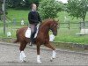 Deckhengst Saaleprinz (Arabisches Halbblut / Partbred, 2005, von Saalekoenig)