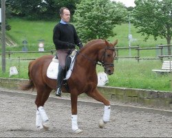 stallion Saaleprinz (Arab half breed / Partbred, 2005, from Saalekoenig)