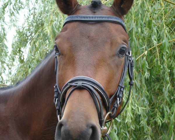 Pferd Peruana (Trakehner, 2006, von Herzkristall)