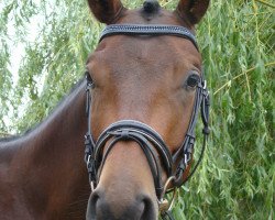 horse Peruana (Trakehner, 2006, from Herzkristall)