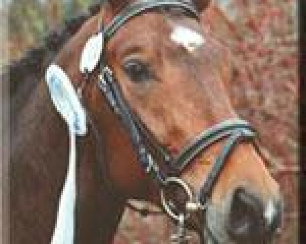 stallion Saalefürst (Arab half breed / Partbred, 2005, from Saalekoenig)