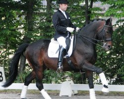 stallion Glanzruf (Trakehner, 2002, from Distelzar)