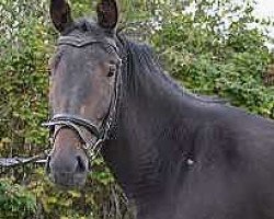 dressage horse Saaleglanz (Trakehner, 2007, from Glanzruf)