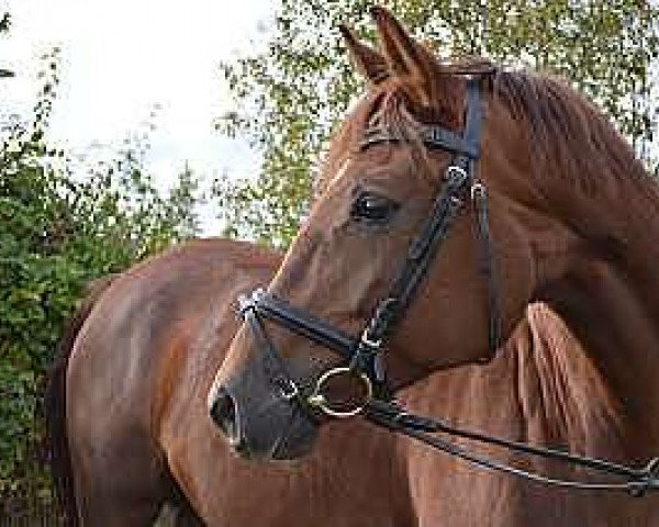Pferd Bel Chanel (Trakehner, 2007, von Blitz und Donner)
