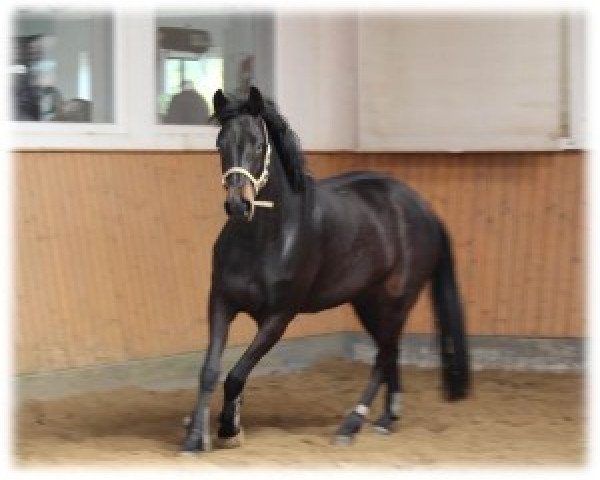 horse Weitblick (Trakehner, 2008, from Weltruhm)