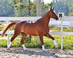 dressage horse Limited Edition (Oldenburg, 2010, from L'espoir)