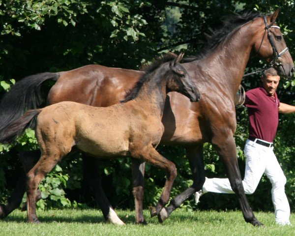horse Sandra III (Holsteiner, 2002, from Carpaccio)