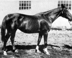 broodmare Sileene (Hanoverian, 1915, from Sileen)