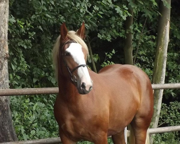 Pferd Saulute (Polnisches Warmblut, 2012)