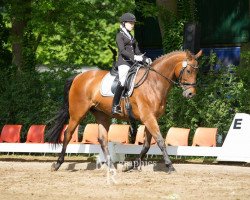 dressage horse Wamiro 4 (Hanoverian, 2003, from Waterford)