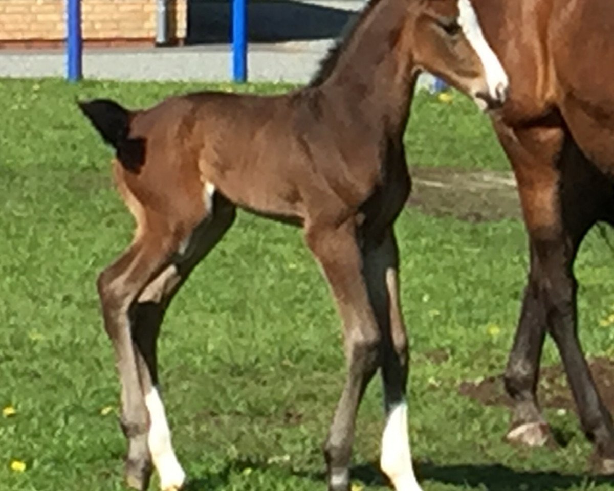 Springpferd Quazzini (Holsteiner, 2015, von Quarz Ask)