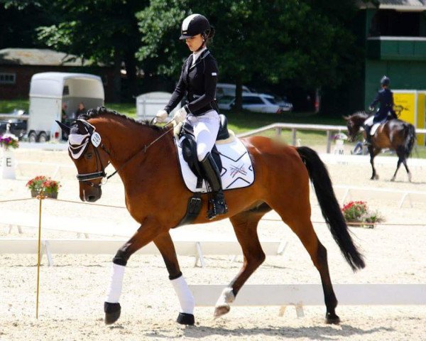 dressage horse Mr. Anuk (Holsteiner, 2006, from Aljano)