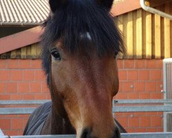 dressage horse Don Chirico (Holsteiner, 2009, from de Chirico)