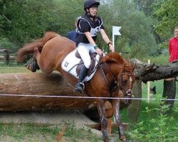 jumper Mac Ide (German Riding Pony, 2000, from Maccardo)