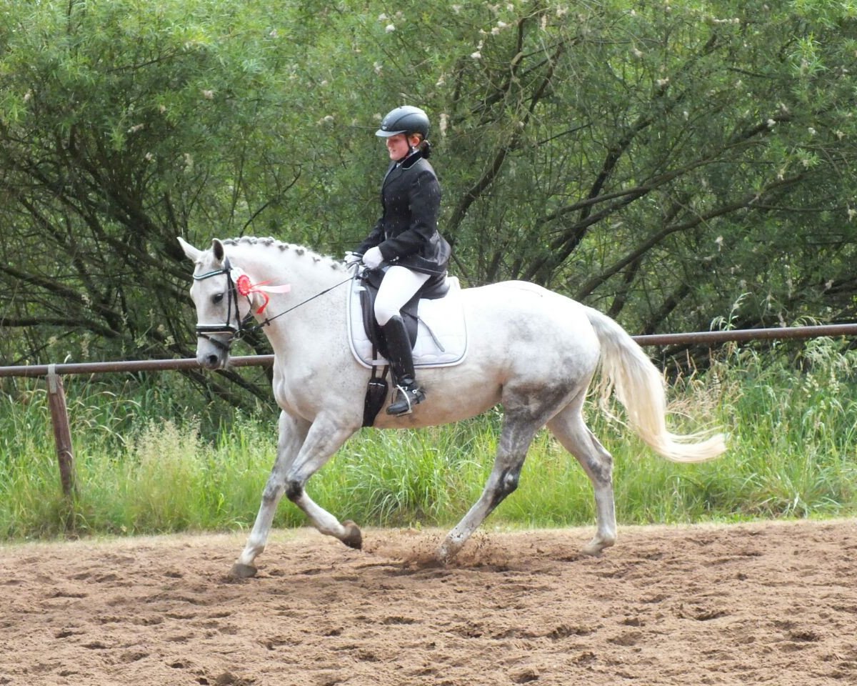 dressage horse Prime Time 45 (German Warmblood, 2007, from Prominenz)