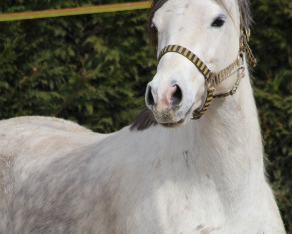 Zuchtstute Keeps me smiling (Deutsches Reitpony, 2008, von Keerlke)