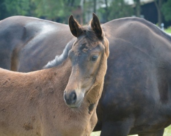 broodmare SF von Fürsten-Look (Oldenburg, 2015)