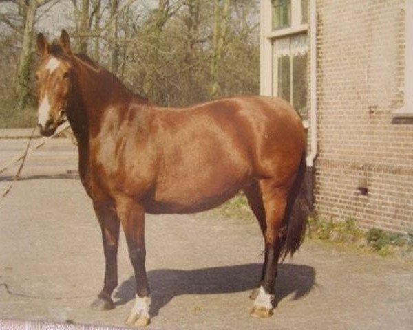Zuchtstute Irma la Douce (Koninklijk Warmbloed Paardenstamboek Nederland (KWPN), 1967, von Epigoon)
