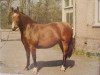 broodmare Irma la Douce (KWPN (Royal Dutch Sporthorse), 1967, from Epigoon)