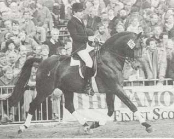 stallion Luitenant Generaal (KWPN (Royal Dutch Sporthorse), 1970, from Cartoonist xx)