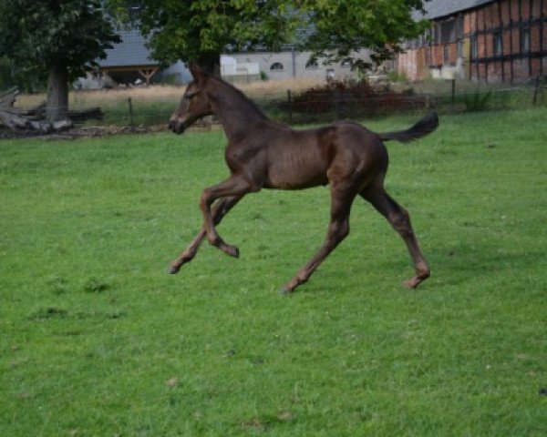 stallion HF Royal Classic II (Hanoverian, 2015, from Royal Classic I)