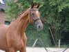 broodmare Let's Dance (Hanoverian, 2003, from Londonderry)