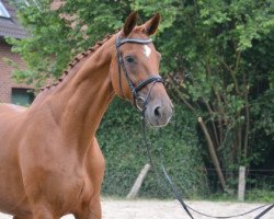 broodmare Let's Dance (Hanoverian, 2003, from Londonderry)