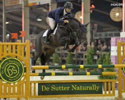 stallion Karmel van de Watering (Belgian Warmblood, 2010, from Diamant de Semilly)