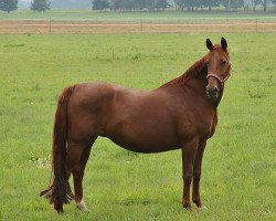 broodmare Royal Rubina (Oldenburg, 1998, from Rubinstein I)