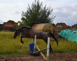 horse Magic (German Riding Pony, 1997, from Darno)