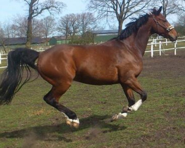 dressage horse De Vito 18 (Hanoverian, 2006, from Der Lord)