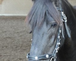 dressage horse La Perla Negra 3 (Friese, 2004)