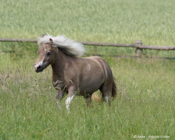 Pferd Princess Charite B (Shetland Pony (unter 87 cm), 2012, von Alex v.t' Minihoefke)