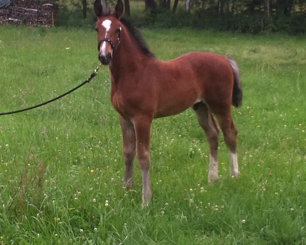 horse Gaudino (Sachs-door. Heavy Warmbl., 2015, from Galantus)