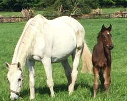 broodmare Inula (Holsteiner, 1995, from Cantus)