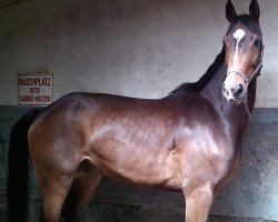 dressage horse Down Under (Hanoverian, 2010, from De Niro)