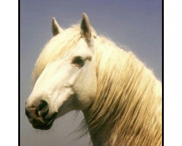 stallion Tanpis du Mas (Camargue horse, 1985, from Felibre)