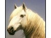 stallion Tanpis du Mas (Camargue horse, 1985, from Felibre)